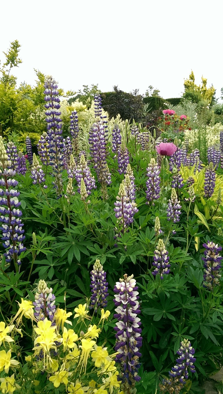 カラーズ イン グレートディクスター おとぎの国のガーデナー