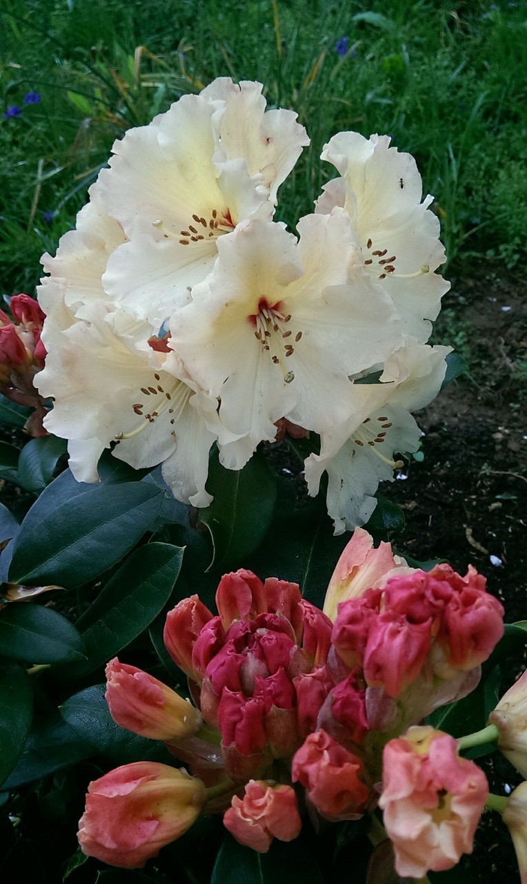 ロードデンドロン ヒトシべべサンザシ サラサドウダンの花 おとぎの国のガーデナー