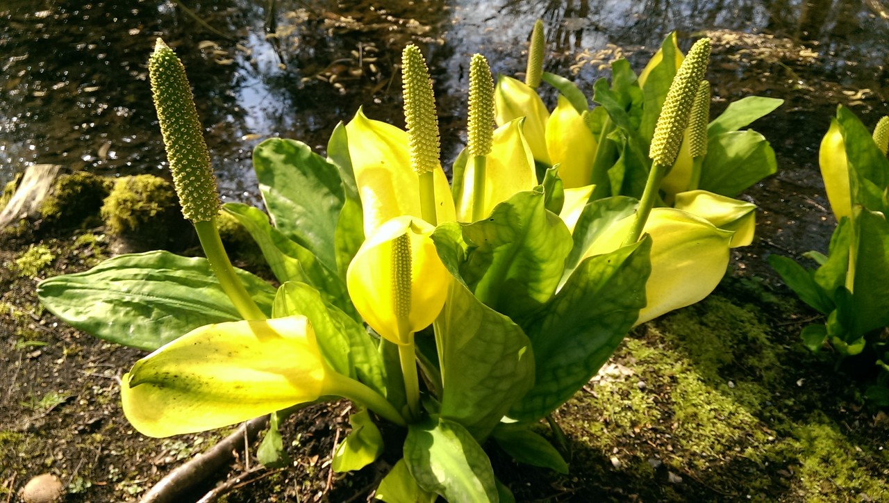 水芭蕉の花が咲いている 水辺の植物 おとぎの国のガーデナー