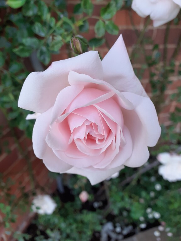 イギリス薔薇の季節 おとぎの国のガーデナー