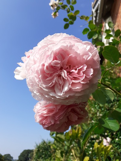 3692 外国切手 イギリス 1976年 バラの花 薔薇 4種完 3692 外国切手 イギリス 1976年 バラの花 薔薇 4種完 3692 外国切手