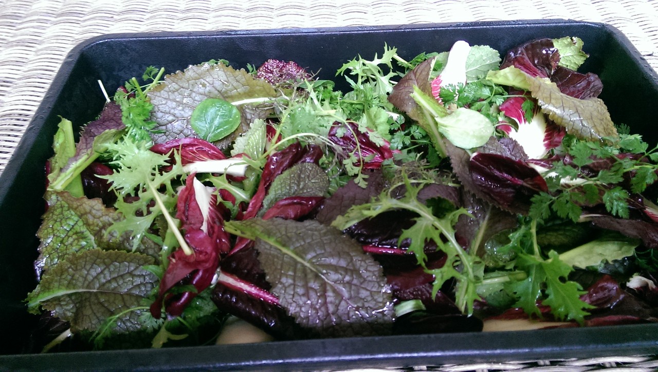 イギリスの冬野菜のハーベスト おとぎの国のガーデナー イギリスの冬野菜のハーベスト おとぎの国のガーデナー