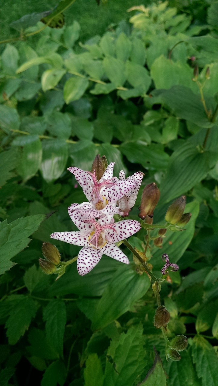 秋の魅力的な花たち おとぎの国のガーデナー