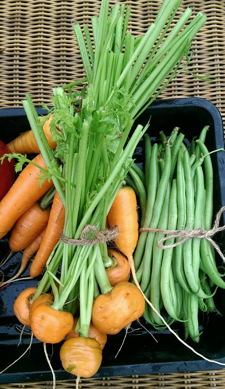 ピンクのセロリとレインボーキャロット おとぎの国のガーデナー ピンクのセロリとレインボーキャロット おとぎの国のガーデナー