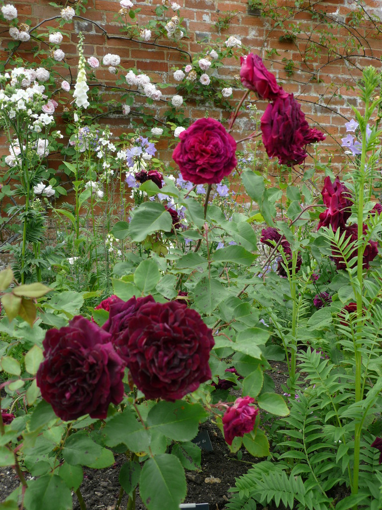 モティスフォントアビーの濃い色ローズ おとぎの国のガーデナー