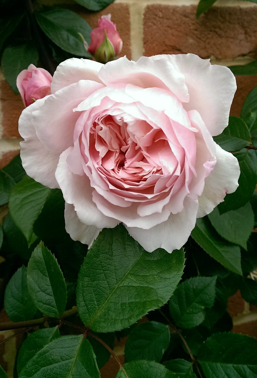 イギリスのバラ 次々開花 おとぎの国のガーデナー