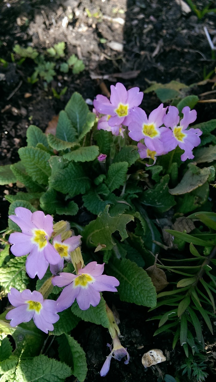 プリムローズ ワイルド ハーブの種 ワイルドフラワー 本日特価 プリムローズ ワイルド ハーブの種 ワイルドフラワー 本日特価