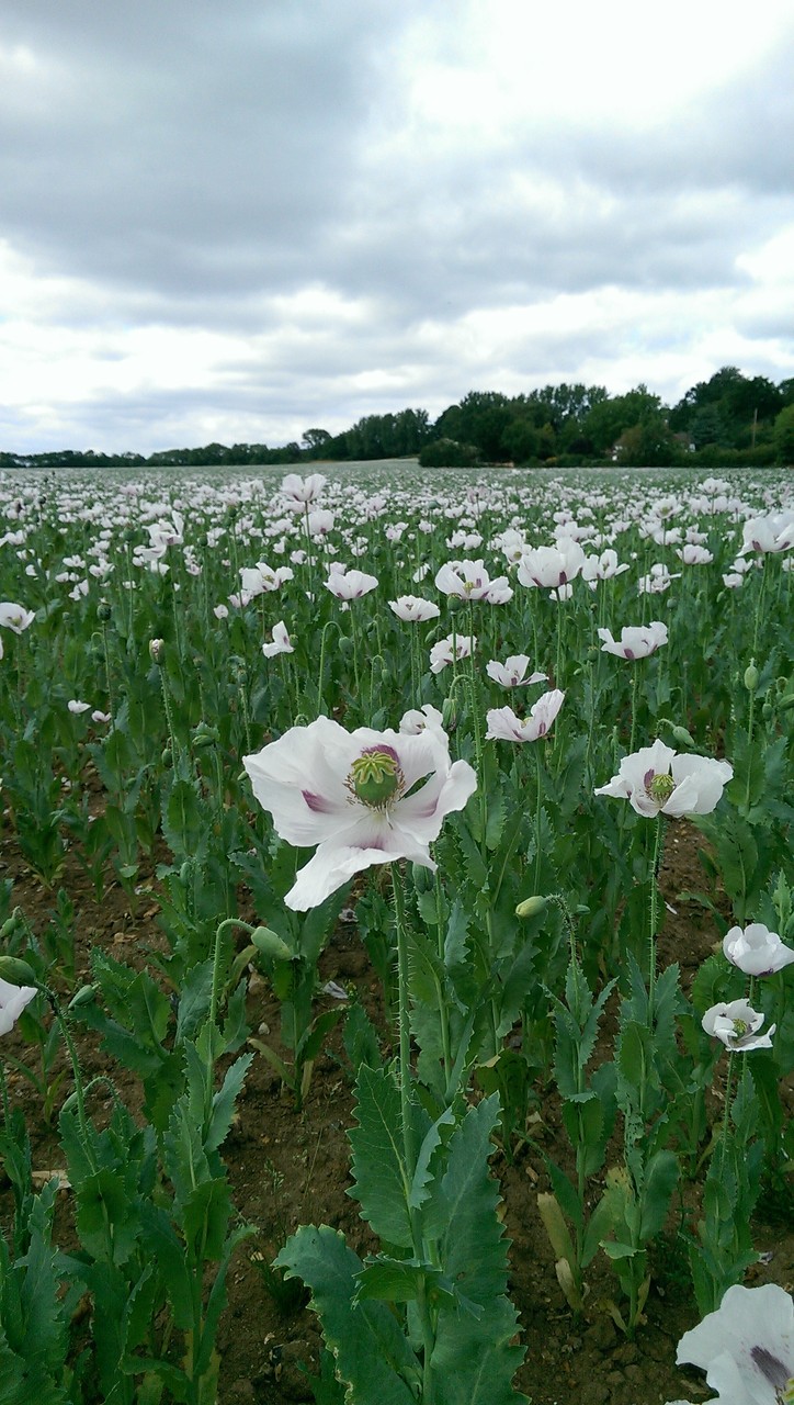 この植物を育てると逮捕されちゃうかも おとぎの国のガーデナー