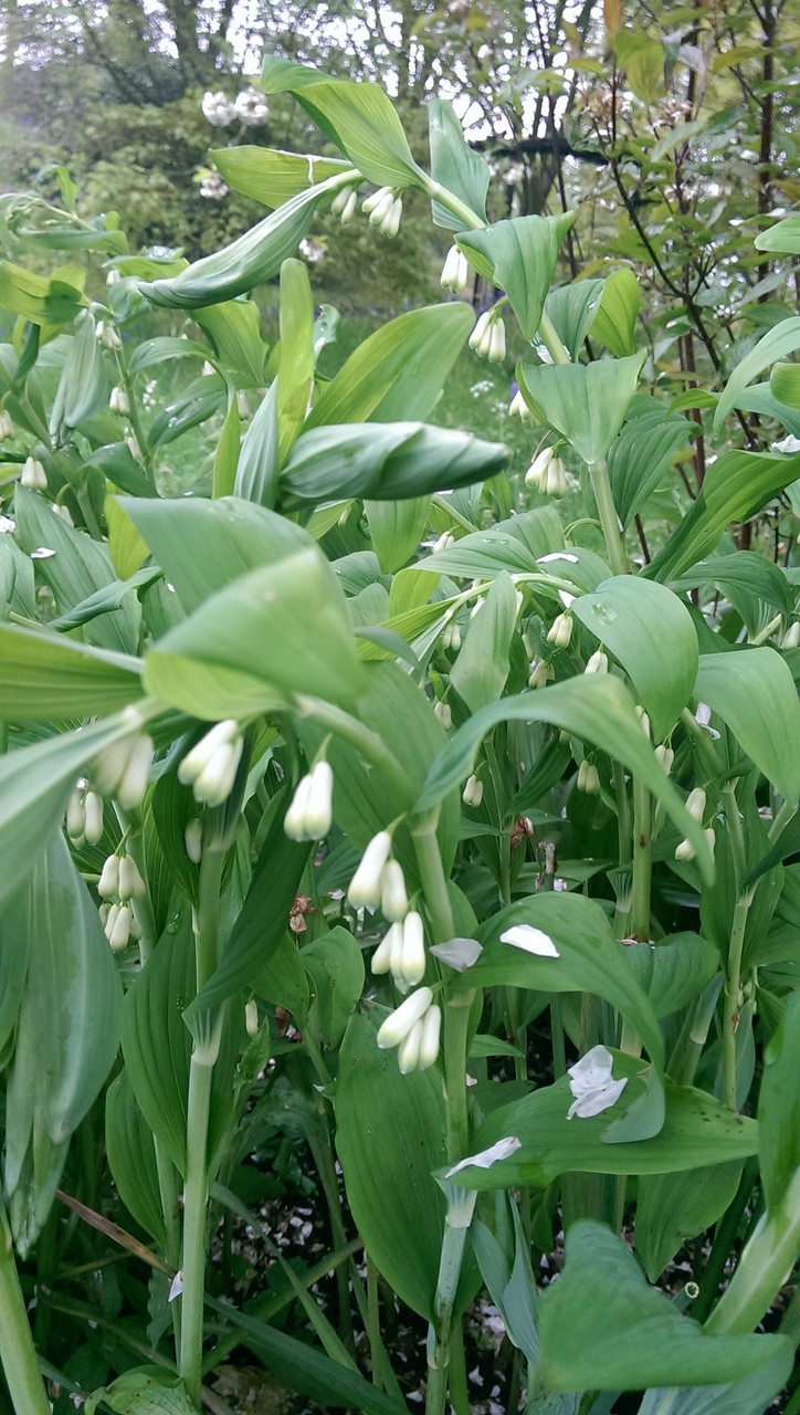 ウッドランド デルのマイプレッシャース おとぎの国のガーデナー