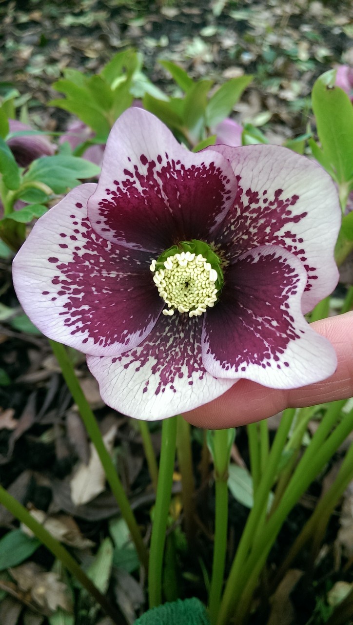 もっとあった自然交配のクリスマスローズ（パープル系） : おとぎの国