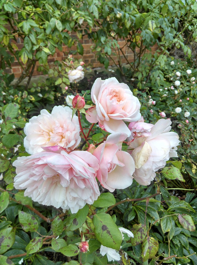 イギリスの秋バラと9月の花 おとぎの国のガーデナー