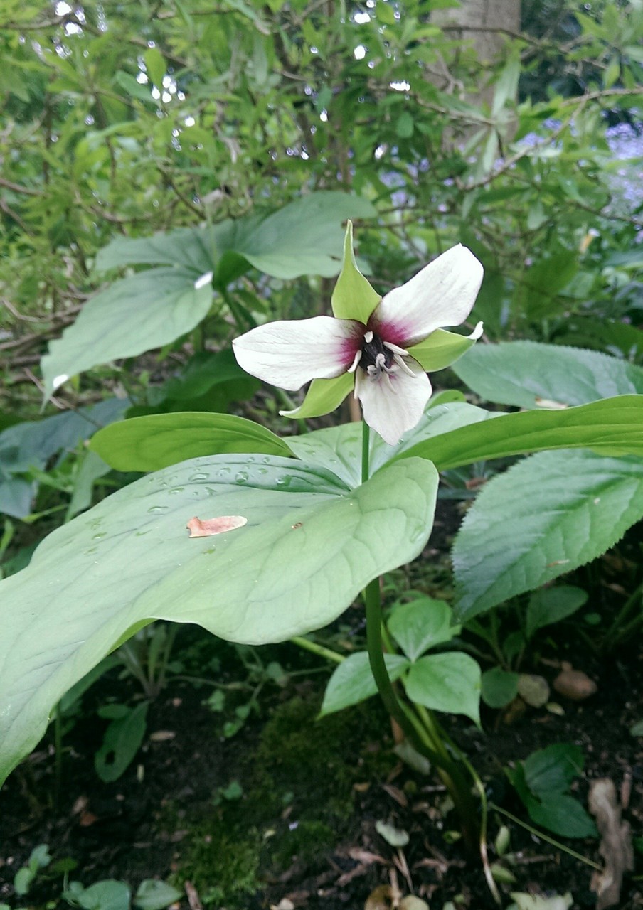 ウッドランド デルのマイプレッシャース おとぎの国のガーデナー