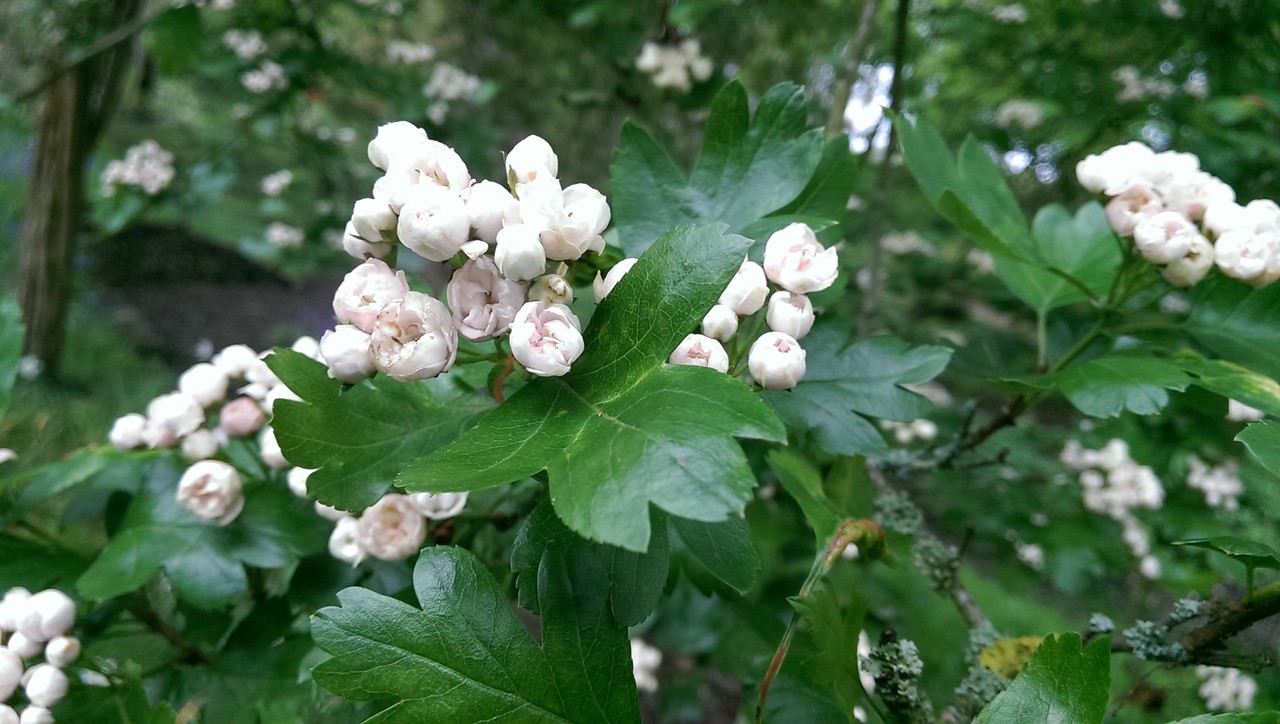 ロードデンドロン ヒトシべべサンザシ サラサドウダンの花 おとぎの国のガーデナー ロードデンドロン ヒトシべべサンザシ サラサドウダンの花 おとぎの国のガーデナー