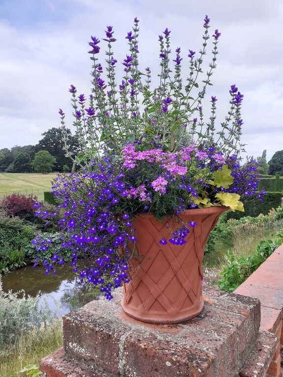 2020年のウィッチフォードの寄せ植え。 : おとぎの国のガーデナー