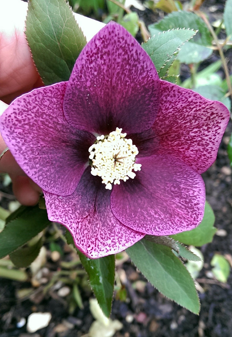 もっとあった自然交配のクリスマスローズ（パープル系） : おとぎの国