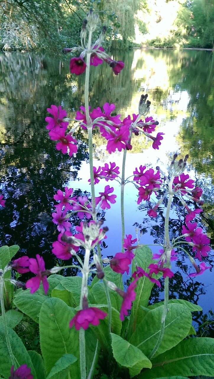 イギリスの今咲いている花 おとぎの国のガーデナー