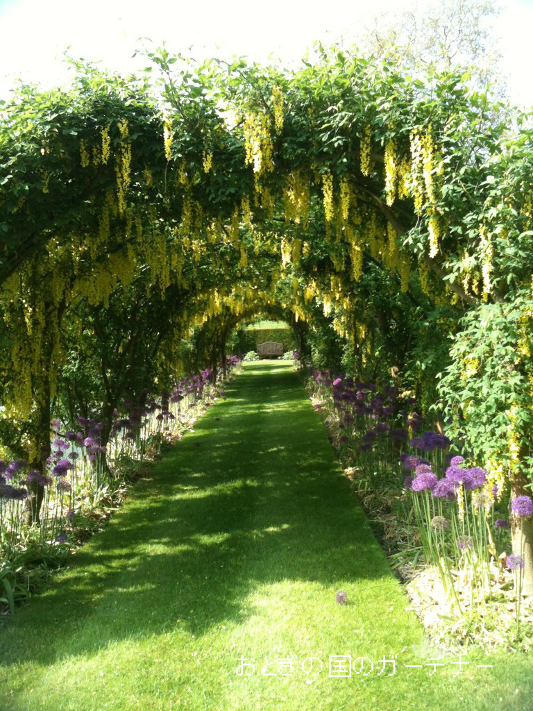 ラバーナム(キングサリ)のモール ベストシーズンのラバーナムが見たいからバンデューセン植物園に行っ