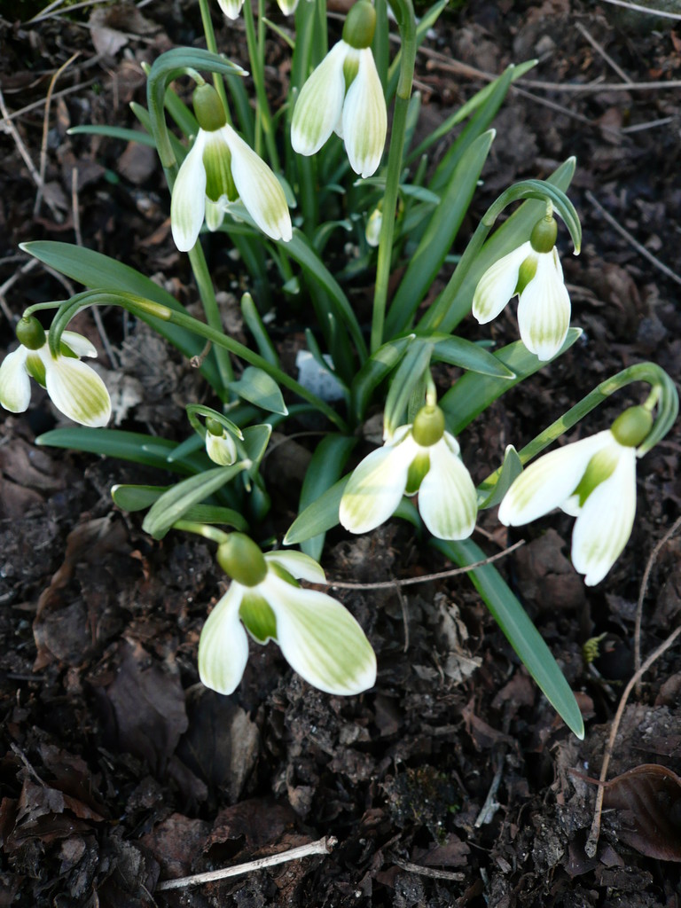 1球 2万5千円のスノードロップ おとぎの国のガーデナー