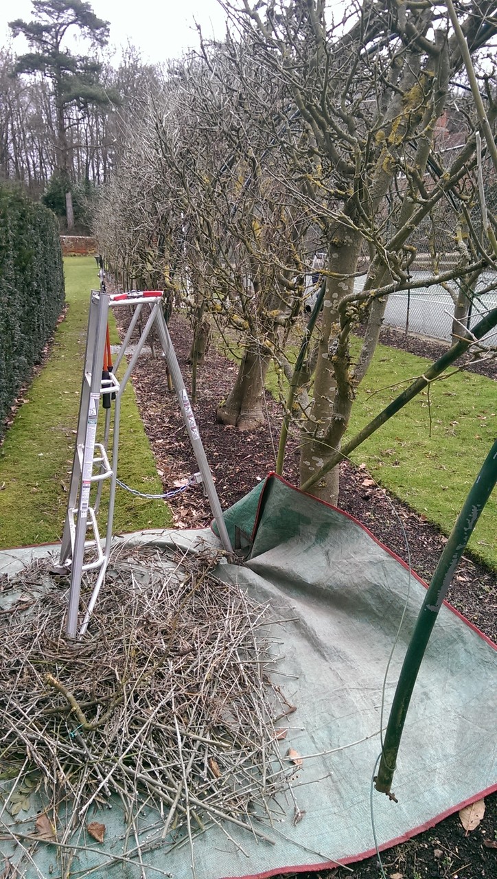 ラバーナム(キングサリ)のモール ラバーナム(キングサリ)のモール 低 価格 通販