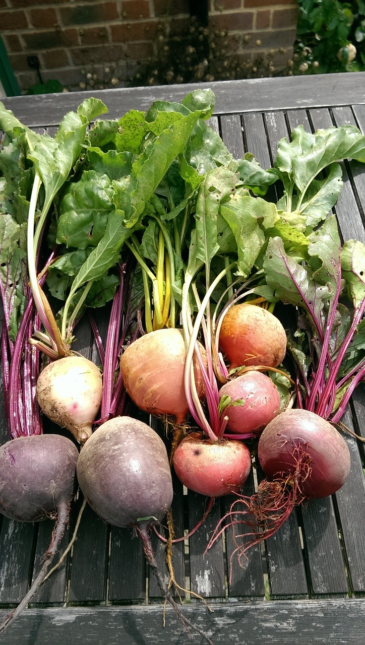 ビートルート クアトロ グルメ ミックス 黄色のラズベリーなどハーベスト おとぎの国のガーデナー