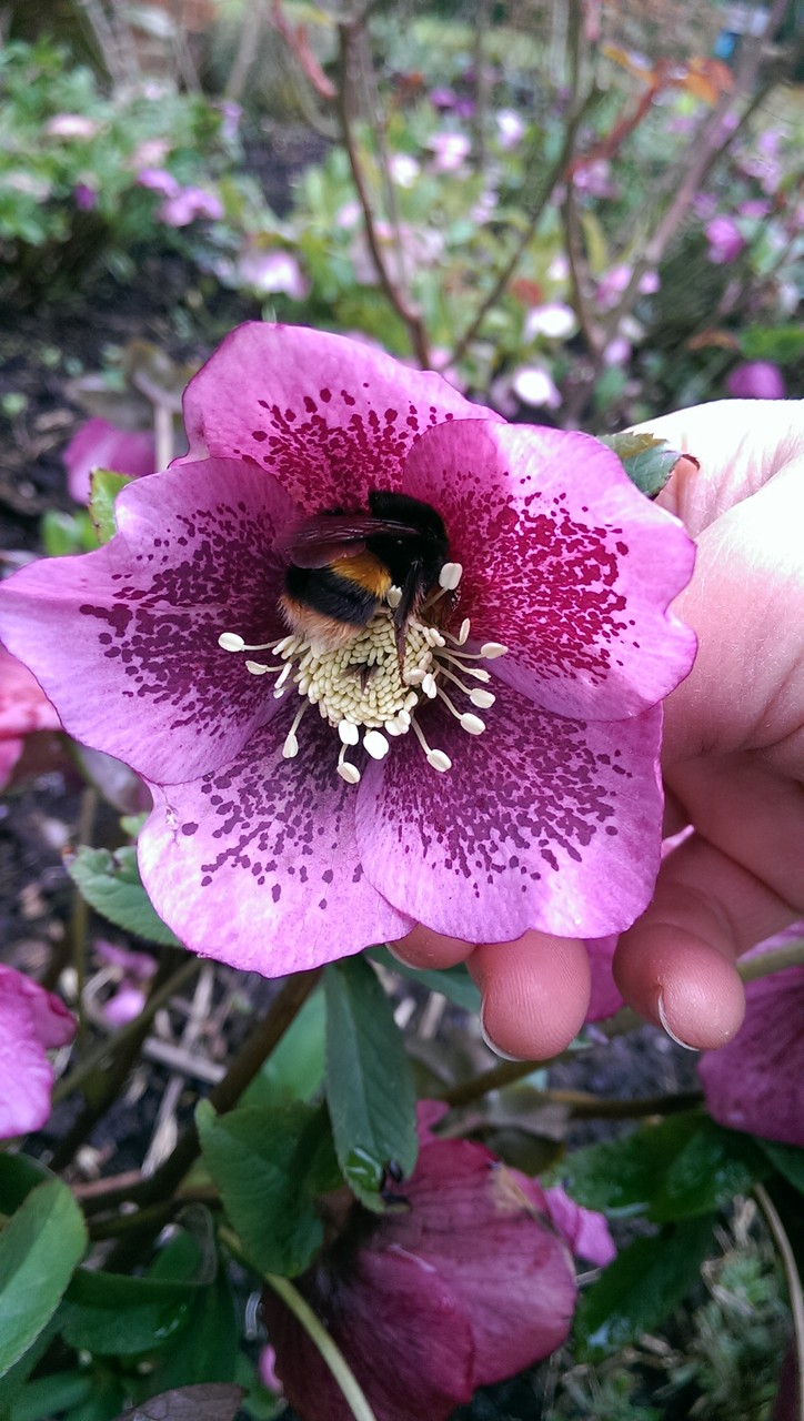 もっとあった自然交配のクリスマスローズ（パープル系） : おとぎの国