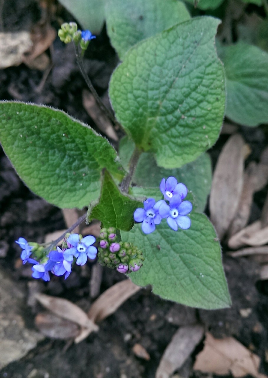 春の青い花みーつけた おとぎの国のガーデナー