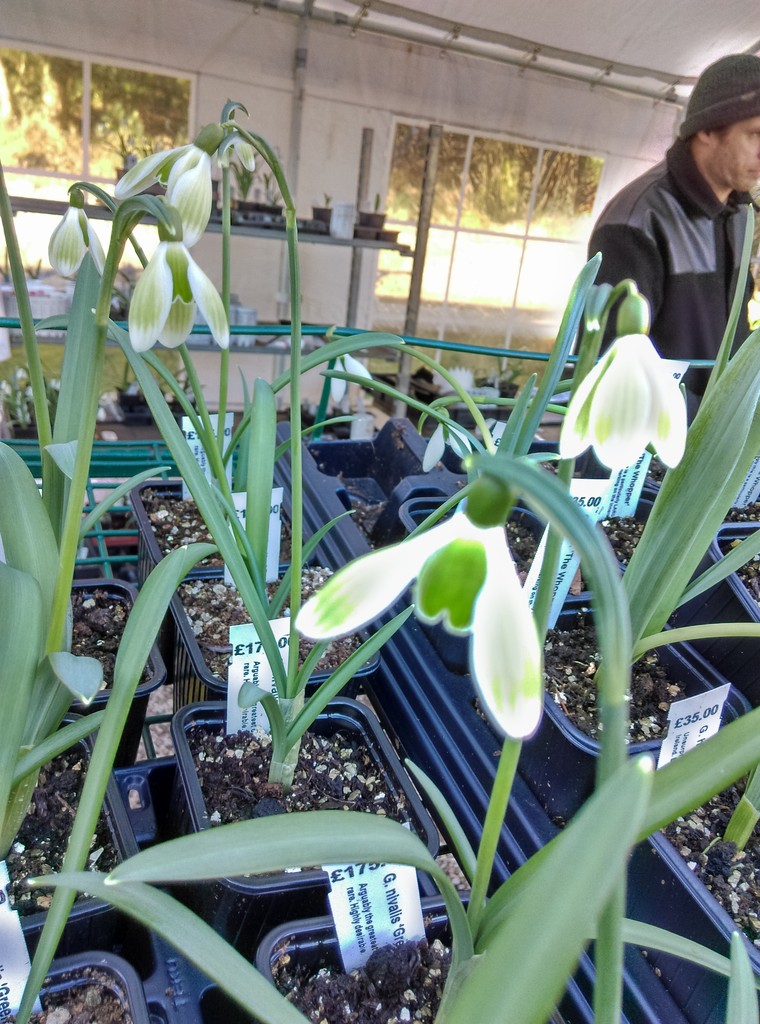 1球 2万5千円のスノードロップ おとぎの国のガーデナー