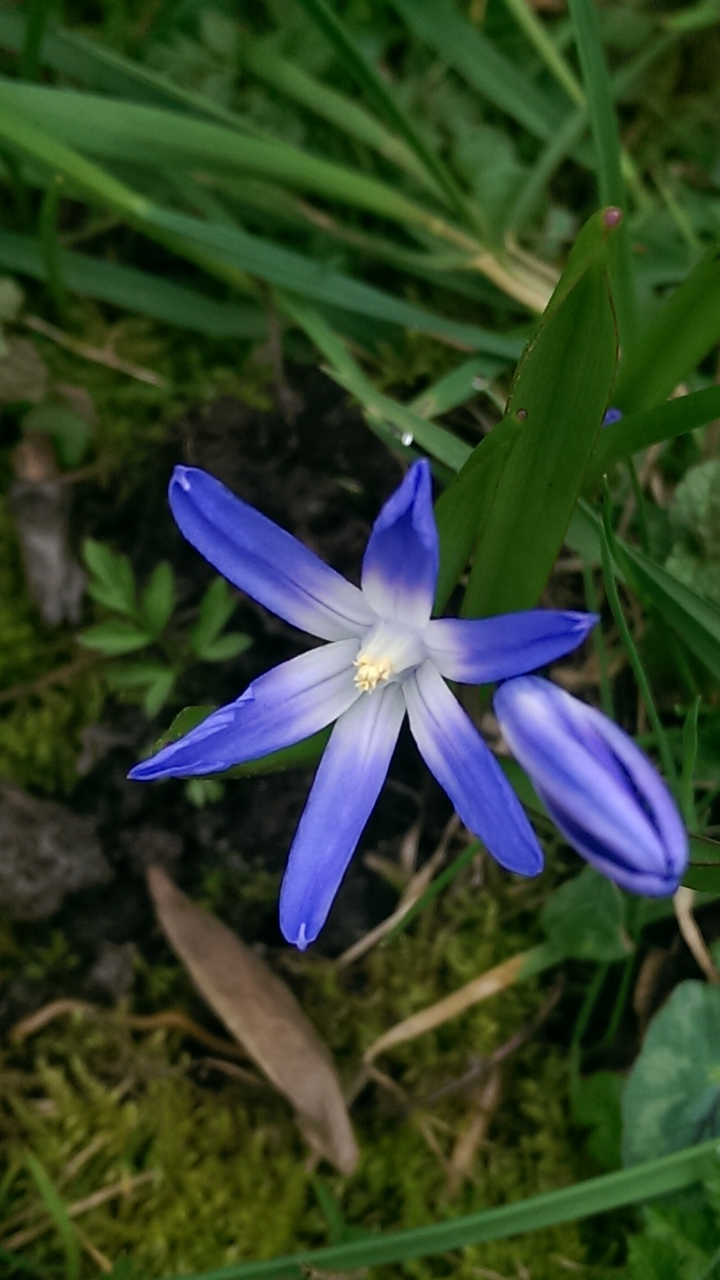 春の青い花みーつけた おとぎの国のガーデナー