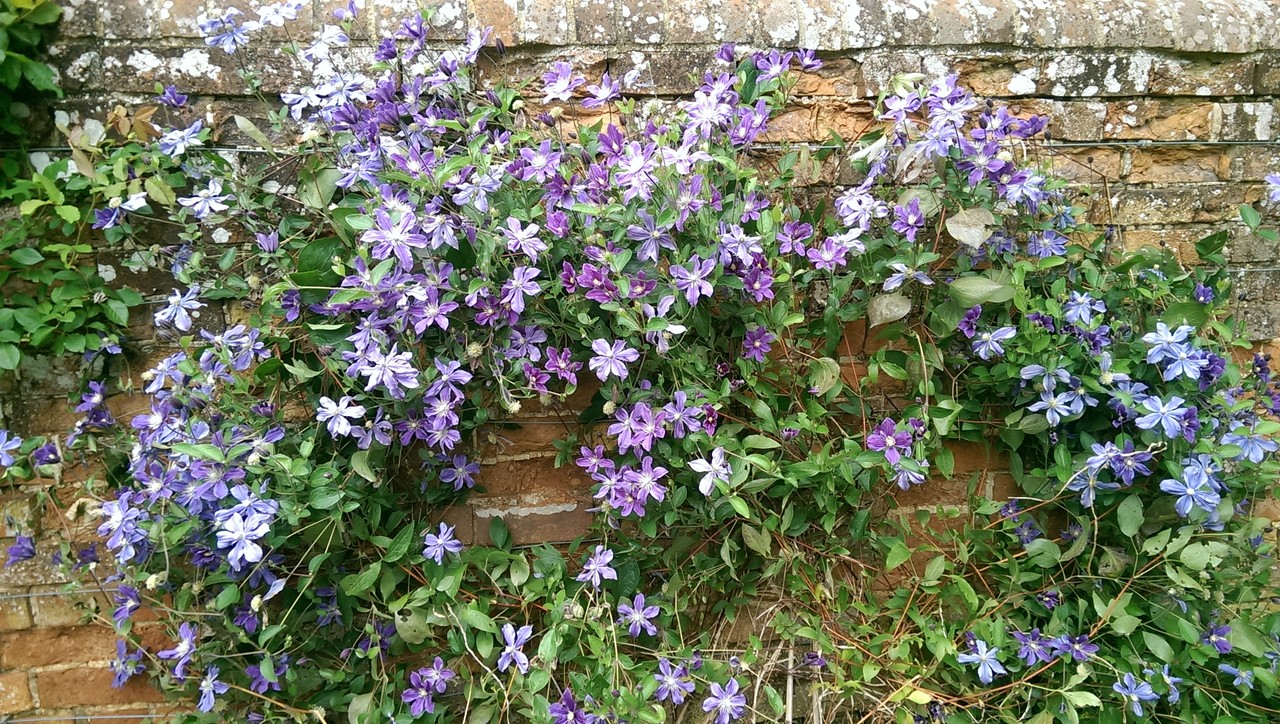イギリスの夏咲きクレマチスいろいろ おとぎの国のガーデナー