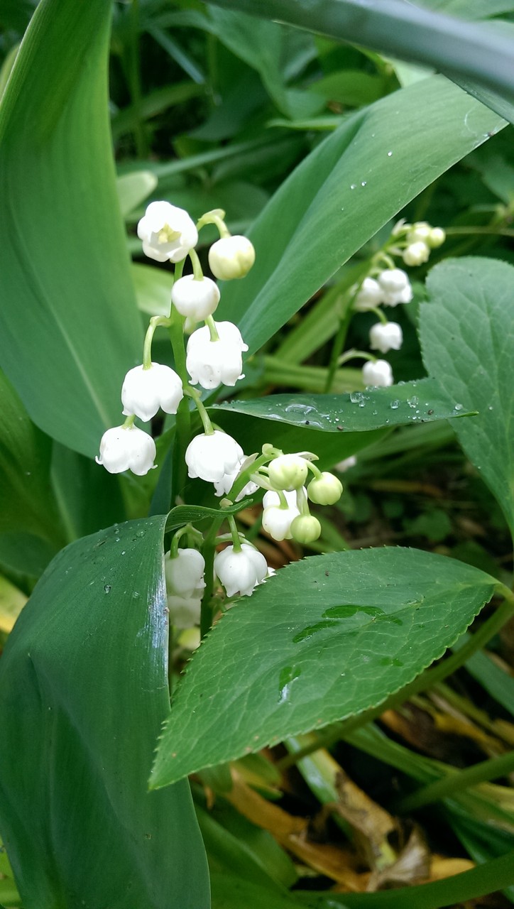 ウッドランド デルのマイプレッシャース おとぎの国のガーデナー