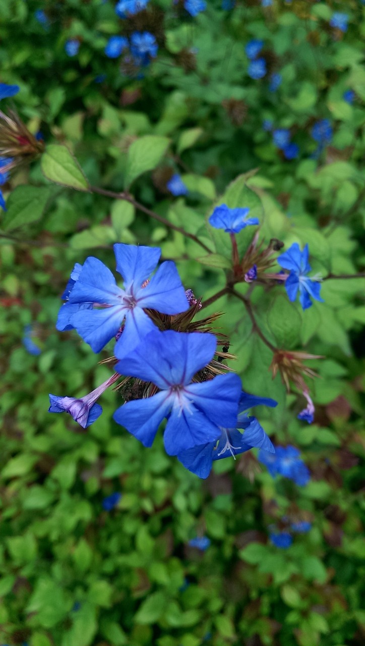イギリスの９月のブルーの花 おとぎの国のガーデナー