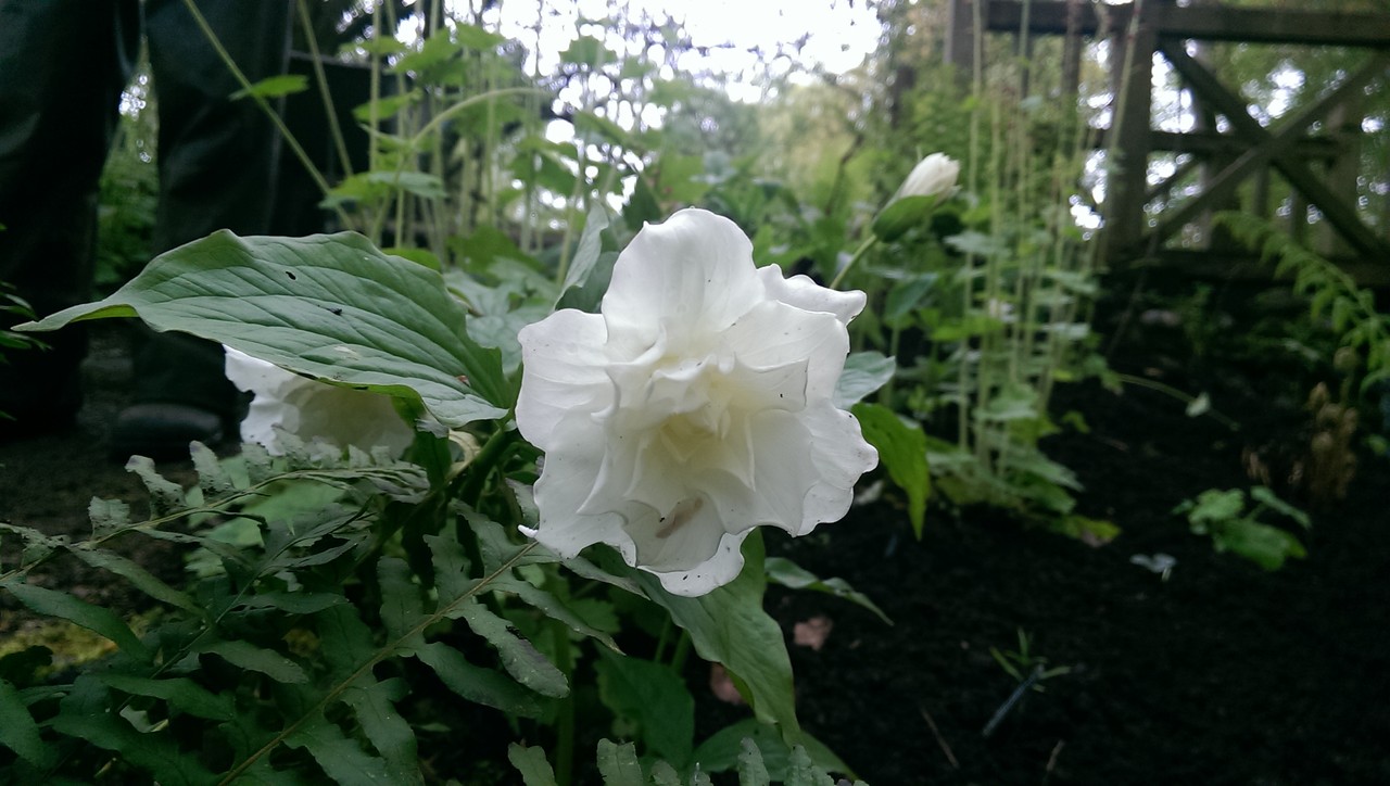 ウッドランド デルのマイプレッシャース おとぎの国のガーデナー