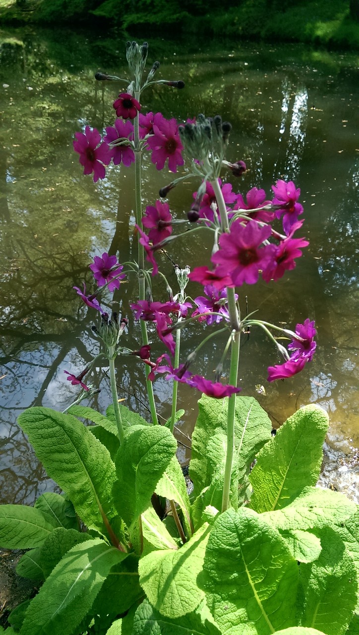 ウッドランド デルのマイプレッシャース おとぎの国のガーデナー