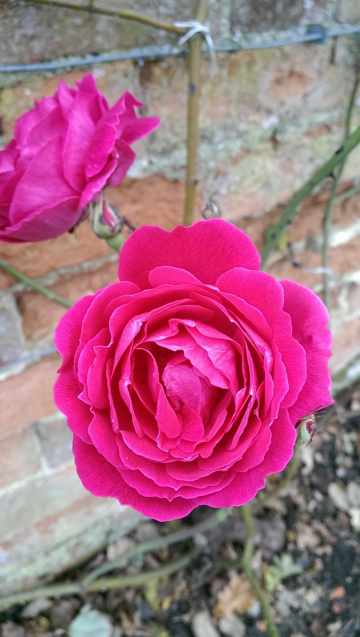 秋のピンクの花と空 おとぎの国のガーデナー 秋のピンクの花と空 おとぎの国のガーデナー