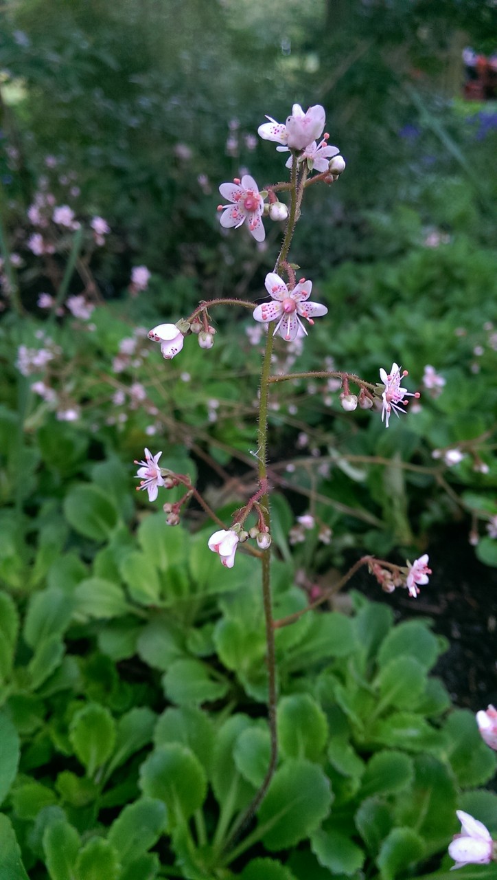 ウッドランド デルのマイプレッシャース おとぎの国のガーデナー