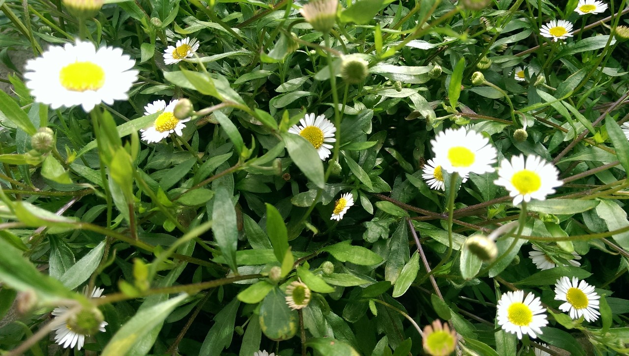 チューリップとスイセンの後は おとぎの国のガーデナー