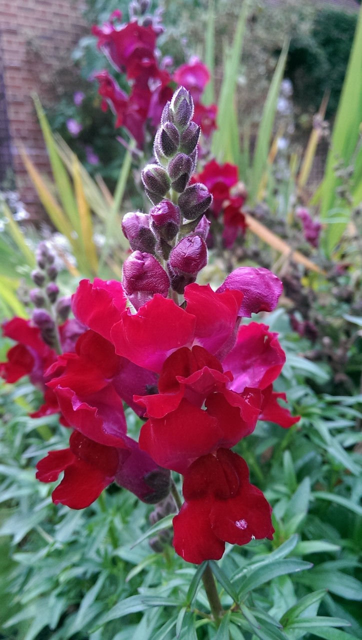 イギリスの８月の赤い花 おとぎの国のガーデナー