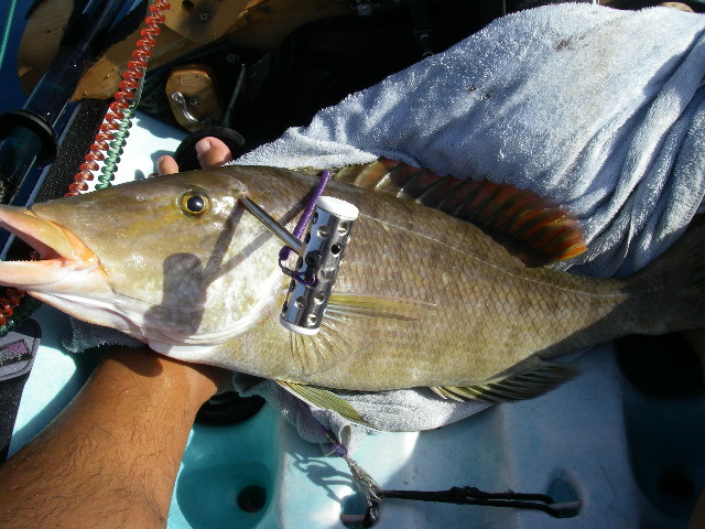 美味しく食べよう 魚の締め方 改訂版 カヤックジギング