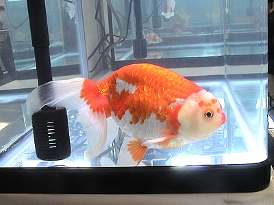 愛と知の探検記 青色の金魚ねぶた