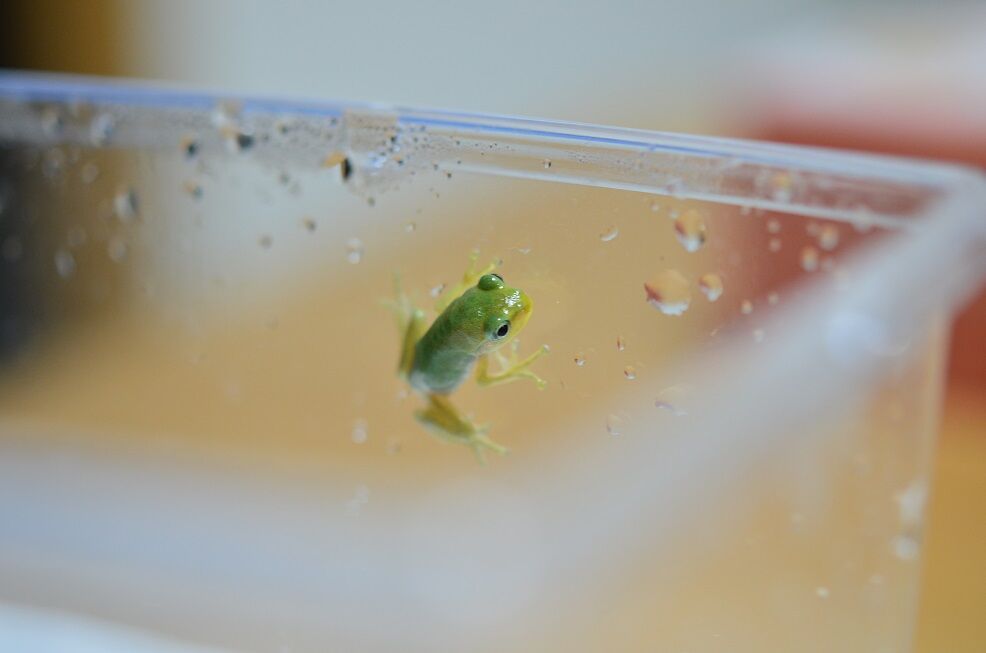 命名 アマガエルっていう蛙