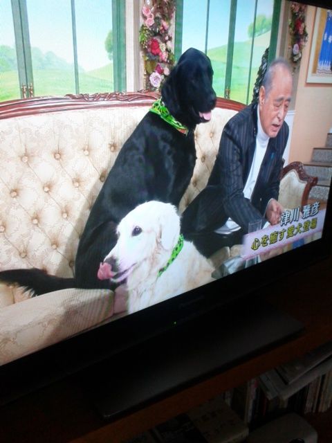 犬のいる生活 Fal Fal