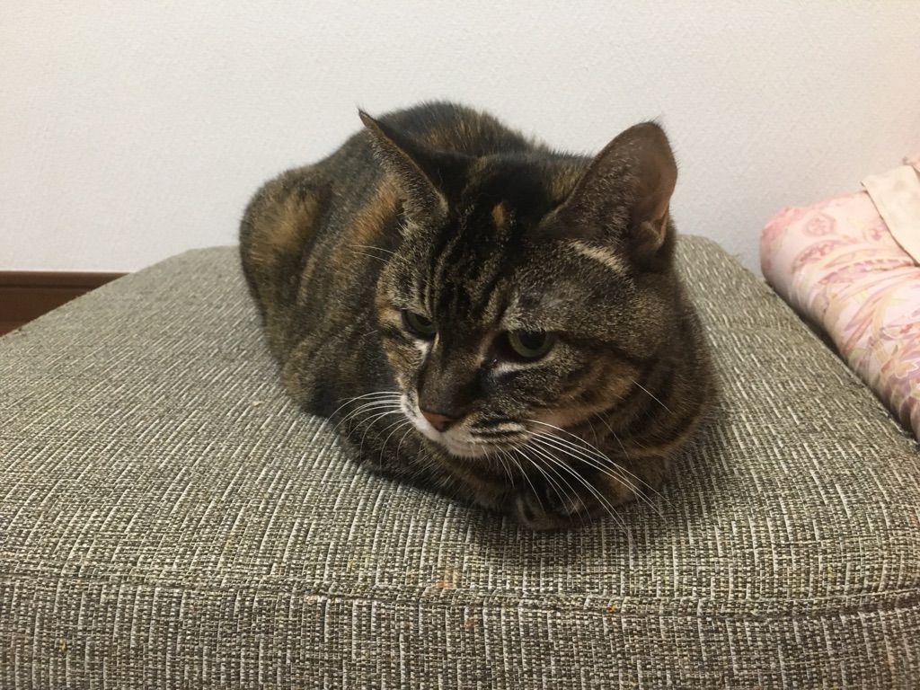 まながくにゃんこ 不機嫌 なマナちゃん まながくにゃんこ 猫達の極楽生活