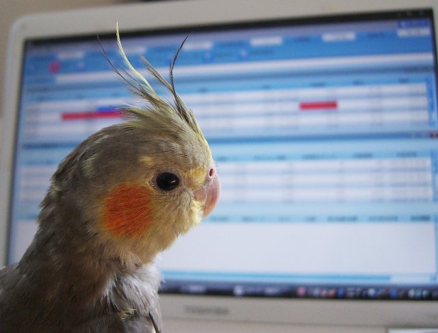 下の子の頭の匂いもインコの匂いするかな 新生児 家庭と仕事と自由の狭間