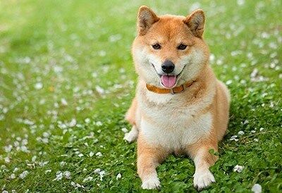 柴犬写真