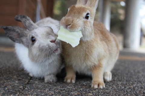 うさぎ