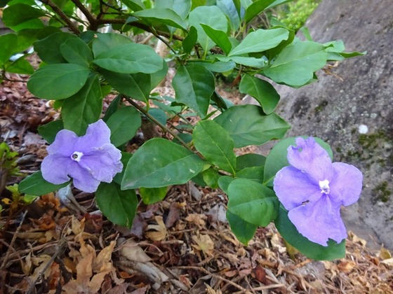 20101203