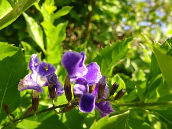 20110803