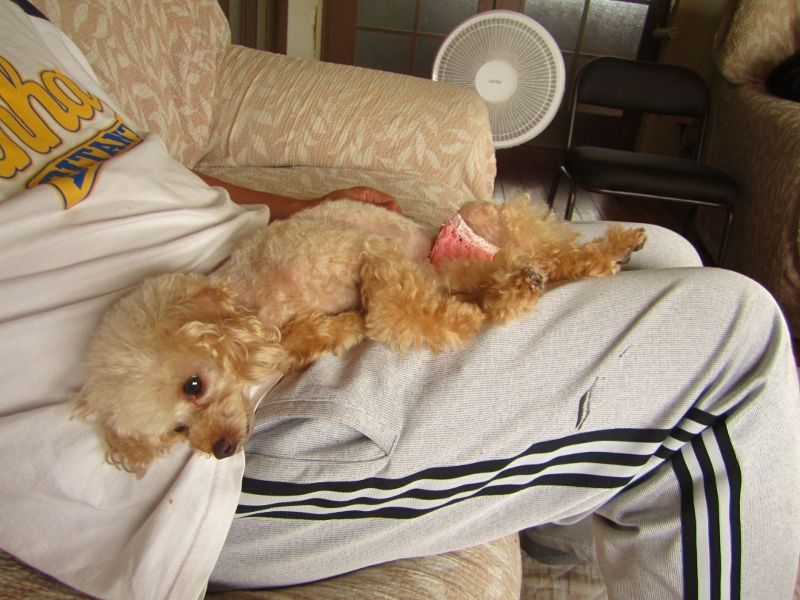 今日はお買物の日 がばい可愛かトイプー