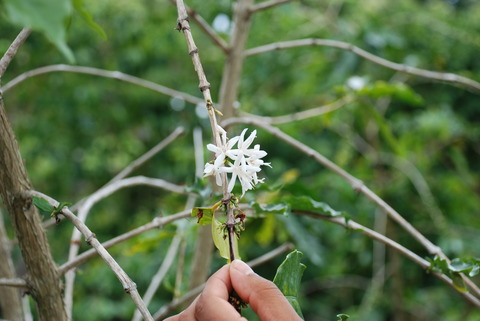 BlueSky_cofeeflower