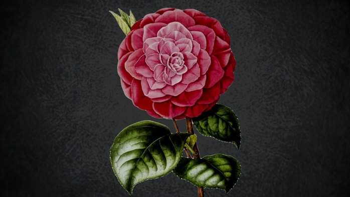 シーケンス 01.00_16_01_11.静止画055